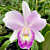 Diaca Orchid Spring Fragrance (Cattleya x Diacrium hybrid)