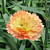 Carnation SuperTrouper® ‘Orange’ PP (Dianthus caryophyllus)