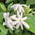 Downy Jasmine (Jasminum multiflorum)