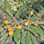 Dwarf Loquat ‘Premier' (Eriobotrya japonica)