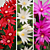 Easter Cactus Collection ‘Purple Fire,’ ‘Scorpius’ and ‘Sirius’ PP