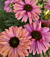 Echinacea Sunseekers™ Rainbow PP (Echinacea hybrid)