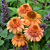 Coneflower Supreme™ ‘Cantaloupe’ PP (Echinacea hybrid)