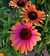 Echinacea Butterfly™ ‘Rainbow Marcella’ PP (Echinacea hybrid)