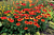Echinacea Kismet® Intense Orange (Echinacea hybrid)