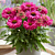 Echinacea Sunseekers® ‘Sweet Fuchsia’ PPAF (Echinacea hybrid)