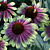 Echinacea ‘Sweet Sandia’ PPAF (Echinacea hybrid)
