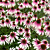 Echinacea ‘Pretty Parasols’ PP (Echinacea hybrid)