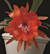 Orchid Cactus ‘Hawaii’  (Epiphyllum hybrid)