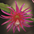 Orchid Cactus ‘Shimmer’ (Epiphyllum hybrid)