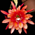 Orchid Cactus ‘Three Oranges’ (Epiphyllum hybrid)