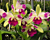 Eplc Orchid Mae Bly ‘Ching Hua Splash’ AM/AOS (Brassavola x Laelia x Cattleya hybrid)