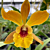 Eplc Orchid Jackie Bright ‘Hilo Stars’ (Epilaeliocattleya hybrid)