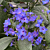 Blue Sage (Eranthemum pulchellum)