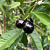 Rainforest Plum Tree (Eugenia candolleana)
