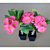 Crown of Thorns ‘New Pink Velvet’ (Euphorbia milii hybrid)