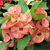 Crown of Thorns ‘Speckled Sweetheart’ (Euphorbia milii hybrid)
