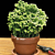 Club Moss ‘Frosty’ (Selaginella species)   