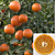 Citrus ‘FairchildLS’ Mandarin Tree