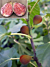 Fig Tree ‘Beer’s Black’ (Ficus carica hybrid)