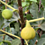Fig Tree ‘Yellow Longneck’ (Ficus carica)