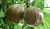 Fig ‘Olympian’ (Ficus carica)   