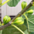 Fig Tree ‘Panache’ (Ficus carica hybrid)