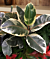 Variegated Rubber Plant ‘Tineke’ (Ficus elastica hybrid)