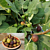 Fig ‘Letizia’ (Ficus carica)   