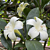Perfume Flower Tree (Fagraea ceilanica)