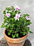 Scented Geranium ‘Prince Rupert’ (Pelargonium hybrid)