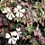 Geranium ‘Sunset Ivy’ (Pelargonium hybrid)