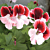 Geranium ‘Gardener’s Joy’ (Pelargonium hybrid)
