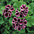 Geranium ‘Empress of Russia’ (Pelargonium hybrid)