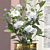 Gardenia ‘Fortuniana’ (Gardenia jasminoides)