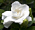 Gardenia 'Crown Jewel' PP (Gardenia jasminoides hybrid)