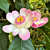 Heaven Lotus (Gustavia augusta)