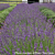 Lavender ‘Phenomenal’ PP (Lavandula x intermedia hybrid)