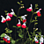 Salvia ‘Hot Lips’ (Salvia x microphylla)