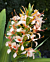 Ginger Lily 'Elizabeth' (Hedychium coronarium hybrid)