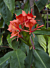 Red Butterfly Ginger (Hedychium greenii) 