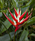 Red Christmas Heliconia (Heliconia angusta 'Red Christmas') 