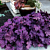 Heuchera Forever® Purple PP (Heuchera hybrid)