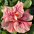 Hibiscus ‘A Mother’s Dream’ (Hibiscus rosa-sinensis hybrid)