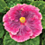 Hibiscus ‘Beautiful Desire’ (Hibiscus rosa-sinensis hybrid)