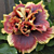 Hibiscus ‘Crown Jellyfish’ (Hibiscus rosa-sinensis hybrid)