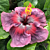 Hibiscus ‘Kade Archer’ (Hibiscus rosa-sinensis hybrid)