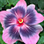 Hibiscus ‘Midnight Tryst’ (Hibiscus rosa-sinensis hybrid)