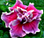 Hibiscus ‘Tahitian Trace Vermont’ (Hibiscus rosa-sinensis hybrid)