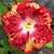 Hibiscus ‘White Hot’ (Hibiscus rosa-sinensis hybrid)
